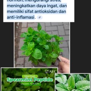 spearmint (mentha spicata)